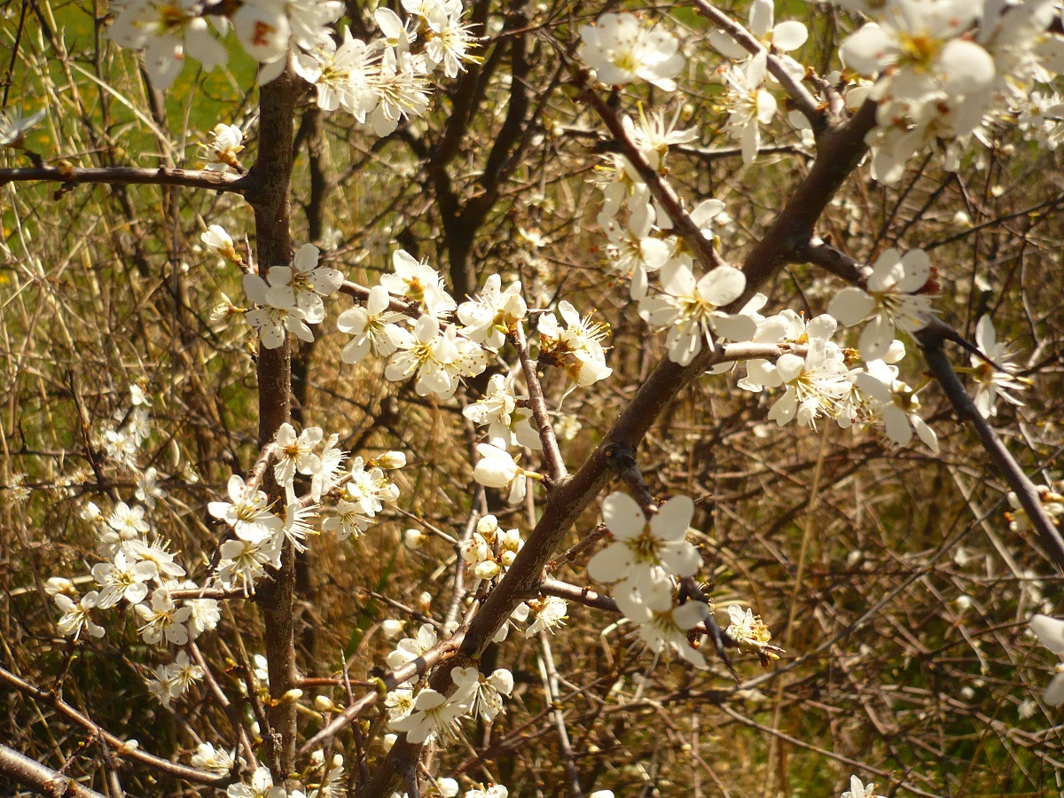 Prunus spinosa var. spinosa (Rosaceae)